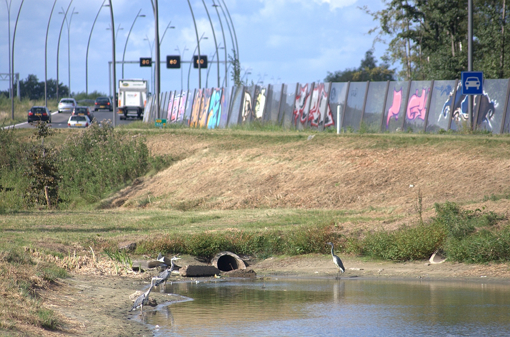20090829-163943.bmp - Reigers in een bassin in de aansluiting Veldhoven-zuid hebben geen vluchtweg nodig.