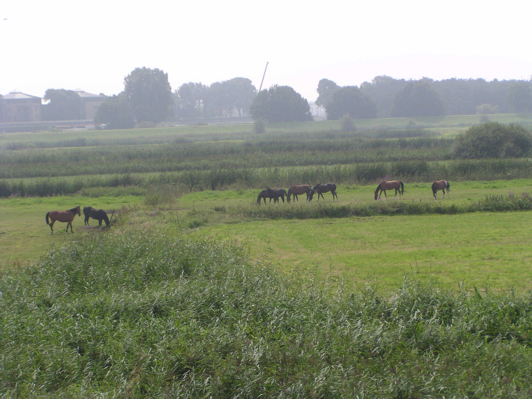 p7300027.jpg - Het natuurgebiedje de Gement vanaf het punt waar de nieuwe weg tussen Koning Willem I college en het Willem Alexander ziekenhuis doorgaat. In de verte de kraan die bezig is met het verplaatste tankstation.